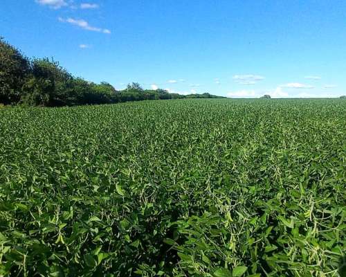 Campo Agricola 70 Hectareas