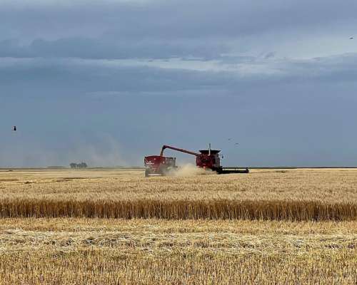 Muy Buen Campo Mixto en Blaquier