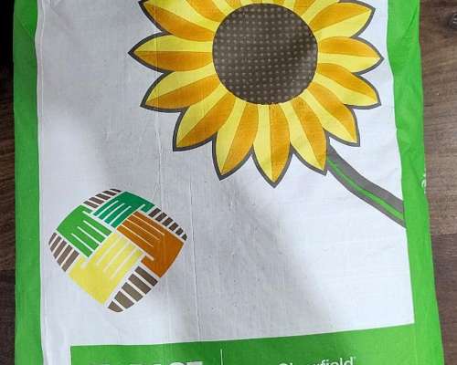 Semilla de Girasol Basf