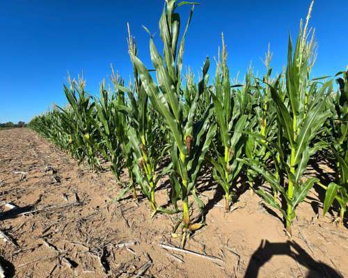 Vendo 3600 Ha Agricolas Alto Pelado