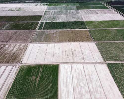 100 Ha los Alamos Beltran 3 Pozos