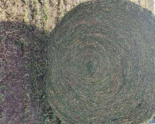 Venta Rollos Alfalfa Pura