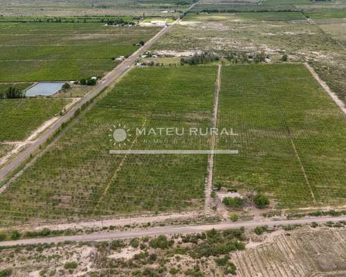 58 Has. Finca con Parrales en Santa Rosa, Mendoza