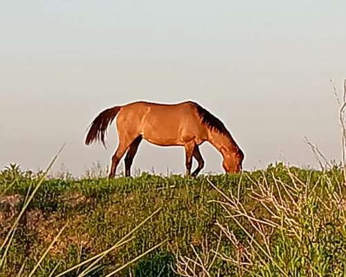 Yegua Mansa para Andar