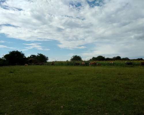 Arriendo 135 Has de Monte Natural Sobre Asfalto