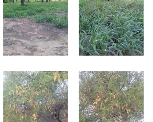 6000 Hectáreas Ganaderas en Cordoba