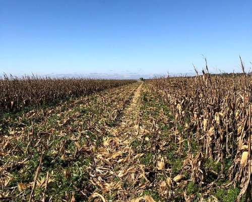 Vendo Campo Agricola Zona Villa Valeria-buena Esperanza