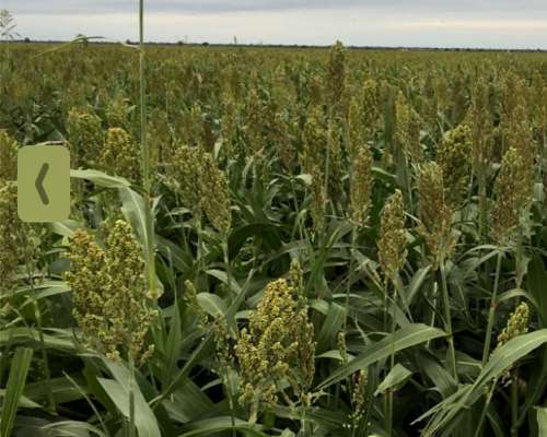 Campo 997 Has. Limpias - Inst. Feedlot - Alfalfa - Riego