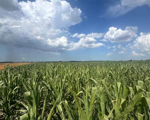Campo 185 Hectáreas Agricolas Rueda ( Santa FE)