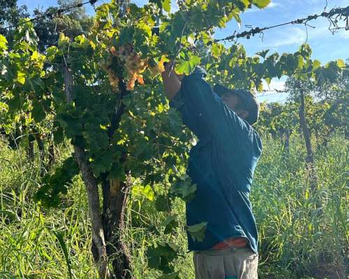 Finca Productiva en Venta – 112 Ha con Riego