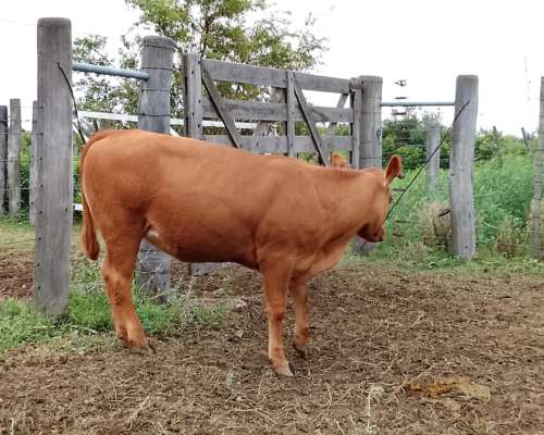 Venta Rodeo Limangus - Cabaña -