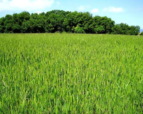 34 Ha Campo Agricola - Ganadero Colon Entre Rios.