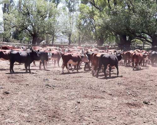 23000 Ha Gran Estancia Neuquina Collon Cura