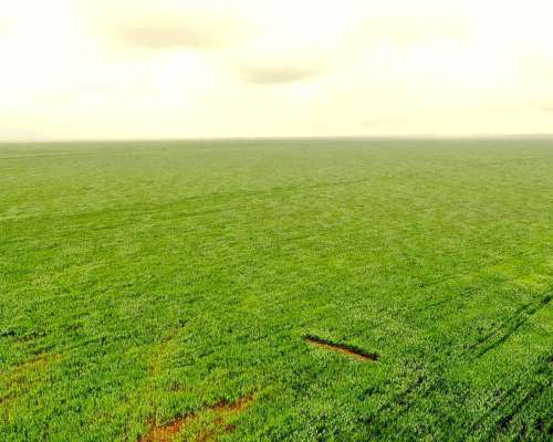 Campo Mixto 1500 HA, Pila (bs. AS)