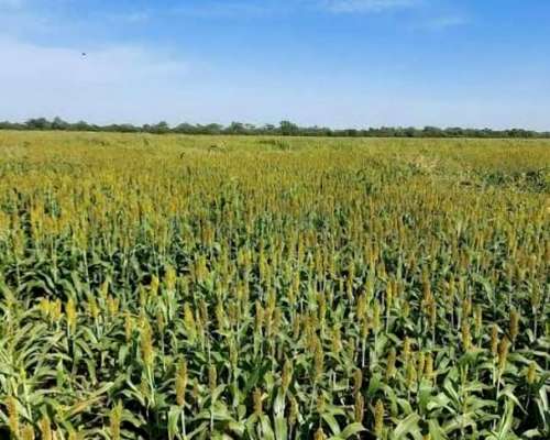 66 Hectareas Campo Agricola- Concepción del Bermejo Chaco