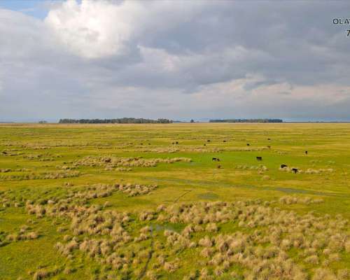 Campo Venta Olavarria 878 Ha Ganaderas