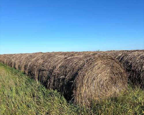 Rollos de Alfalfa, Avena y Vicia