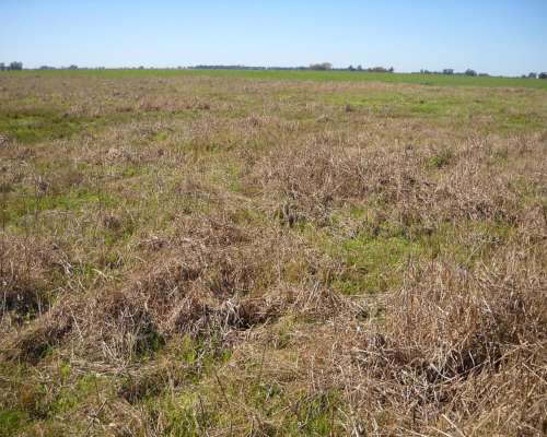 436 Has. en Venta - Santa Lucia, San Pedro - Buenos Aires.