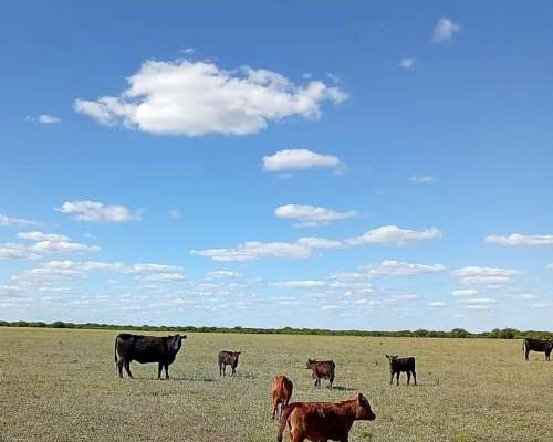 Vaquillonas y Vacas con Cría