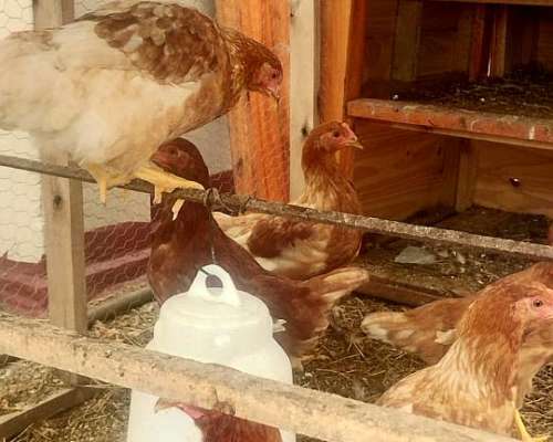 Gallinas Ponedoras Proximas a Poner.