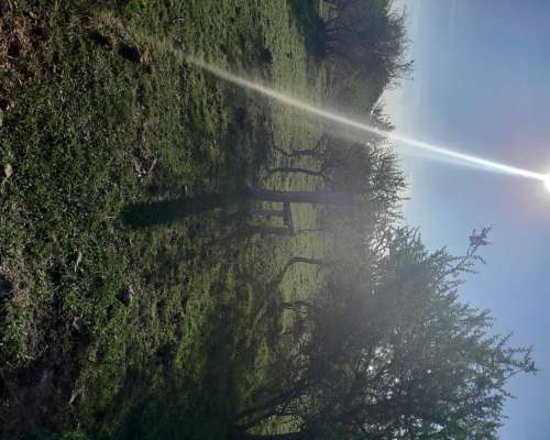 Campo Cerca de Feliciano