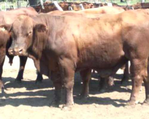 Toros Brangus Colorados-san Javier