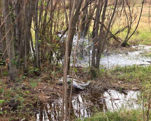 Vendo 5000 Ha Mixtas en las Delicias