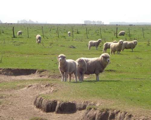 Corderos en PIE de 25 a 30 Kg