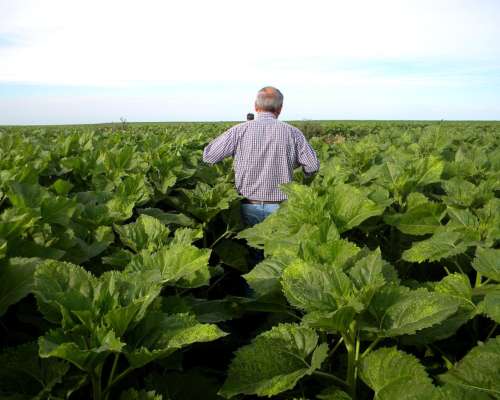 300ha en Coronel Suarez con Riego X Pivot Central