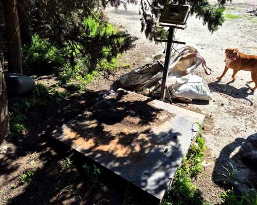 Báscula de Plataforma Digital Capacidad 5 Toneladas