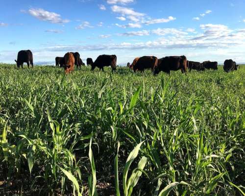 Campo en Venta de 1100 Has en San Luis.
