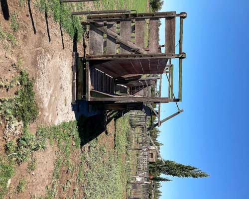 Vendo 71 Hcts, Alfalfa. con Maquinaria Completa Incluida