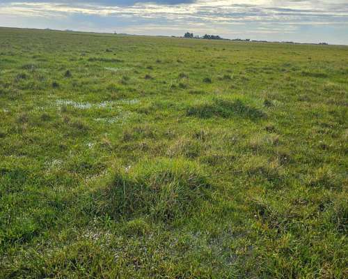 Alquiler Campo Cria 72 Kg/ha