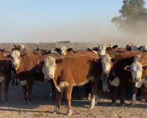 120 Vaquillas Braford Puras 290 Kg a Entorar Vacías