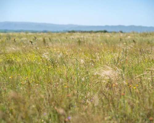 Venta Campo en las Flores - 170 Ha