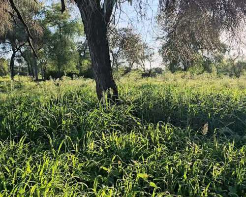 3400ha en 2 Lotes. Totalmente Armadas. en Castelli, Chaco.