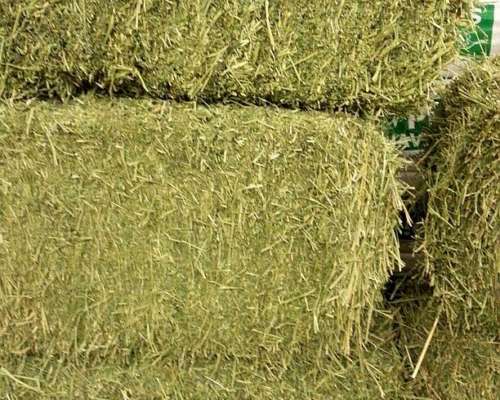 Fardo Alfalfa Primera Calidad