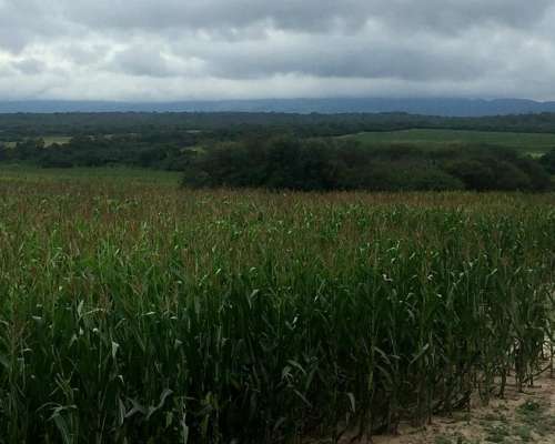 Campo Mixto de 900 Has en Rosario de la Frontera
