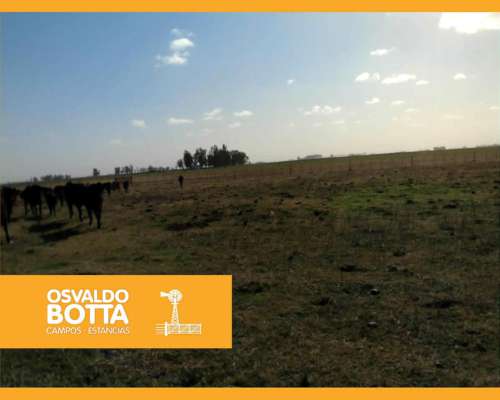 450 Hectáreas en Lincoln, Provincia de Buenos Aires