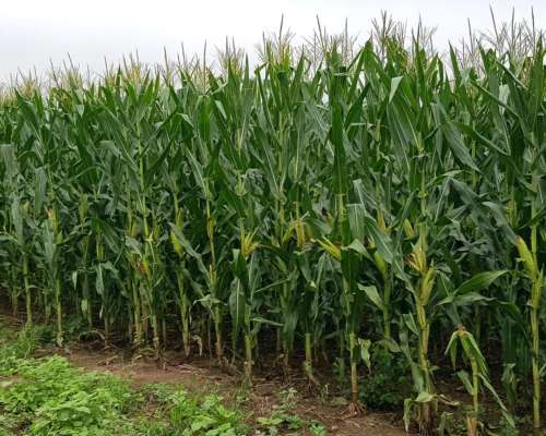 Campo Agrícola en Siembra Directa Excelente Zona de Chaco
