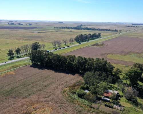 Campo Mixto 207 HA, las Flores (bs. As.)