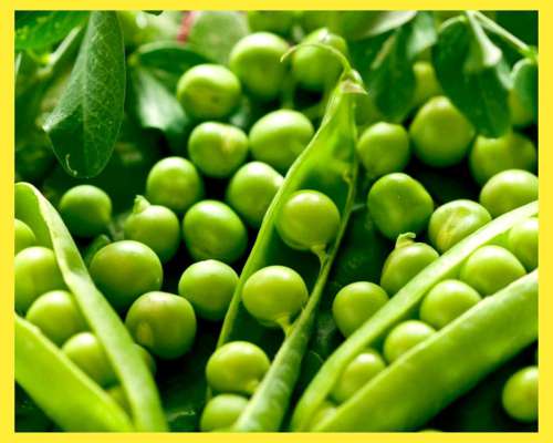 Compramos Arvejas en Zonas Productoras