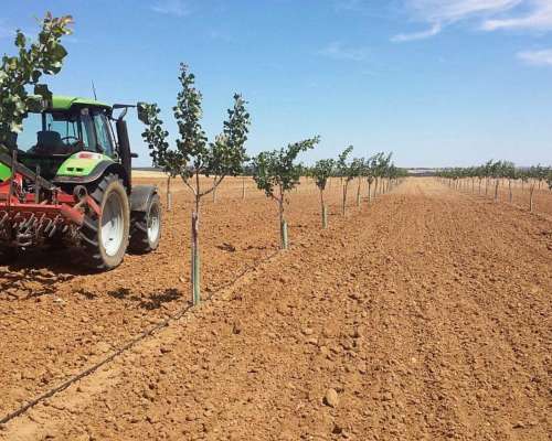 30 Ha de Pistachos en Rpoduccion