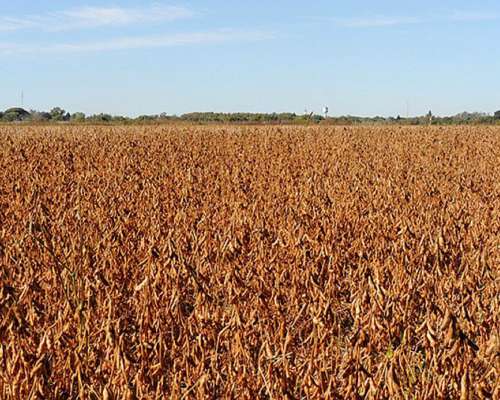 343 Has en Oncativo Cordoba.