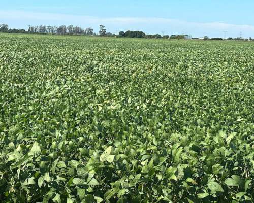 Dueño Vende Campo para Cultivo Entre Fighiera y Arroyo Seco