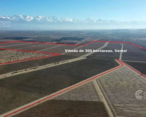 Se Vende Finca en Valle de UCO Mendoza. 300 Ha de Viñedo en