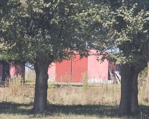 Campo Venta Casalins Pila 268ha