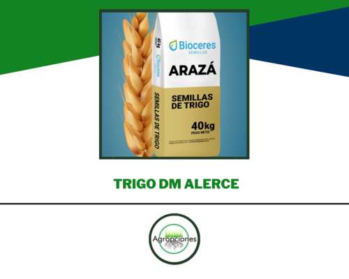 Semilla de Trigo Araza - Bioceres