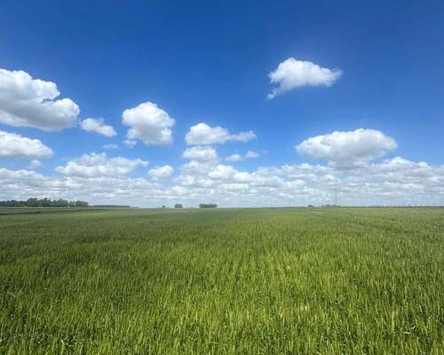 Campo Agrícola de 70 Hectáreas