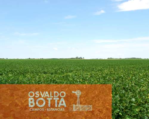 Campo Agrícola en Venta 160 Hectareas Coronel Dorrego